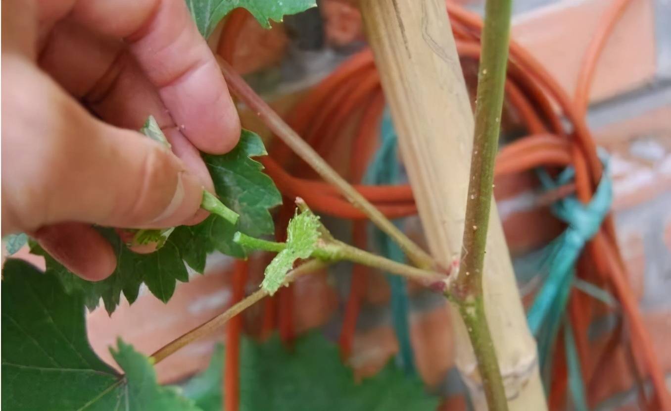 葡萄为什么要摘心什么时候摘几叶摘心