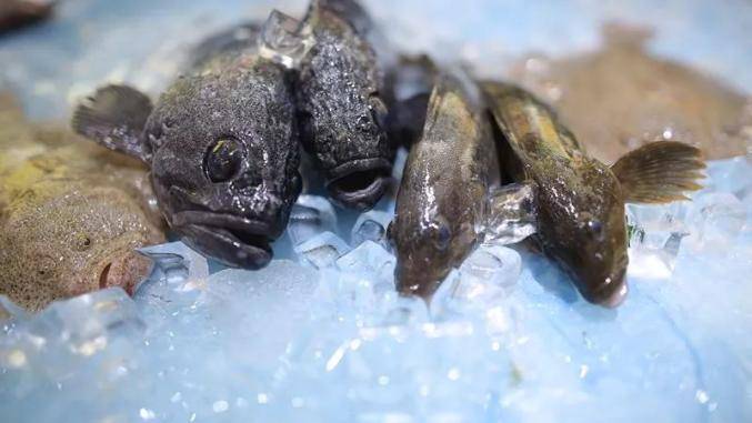 邓超鹿晗都不认识的小姐鱼大连人恨不得顿顿都吃