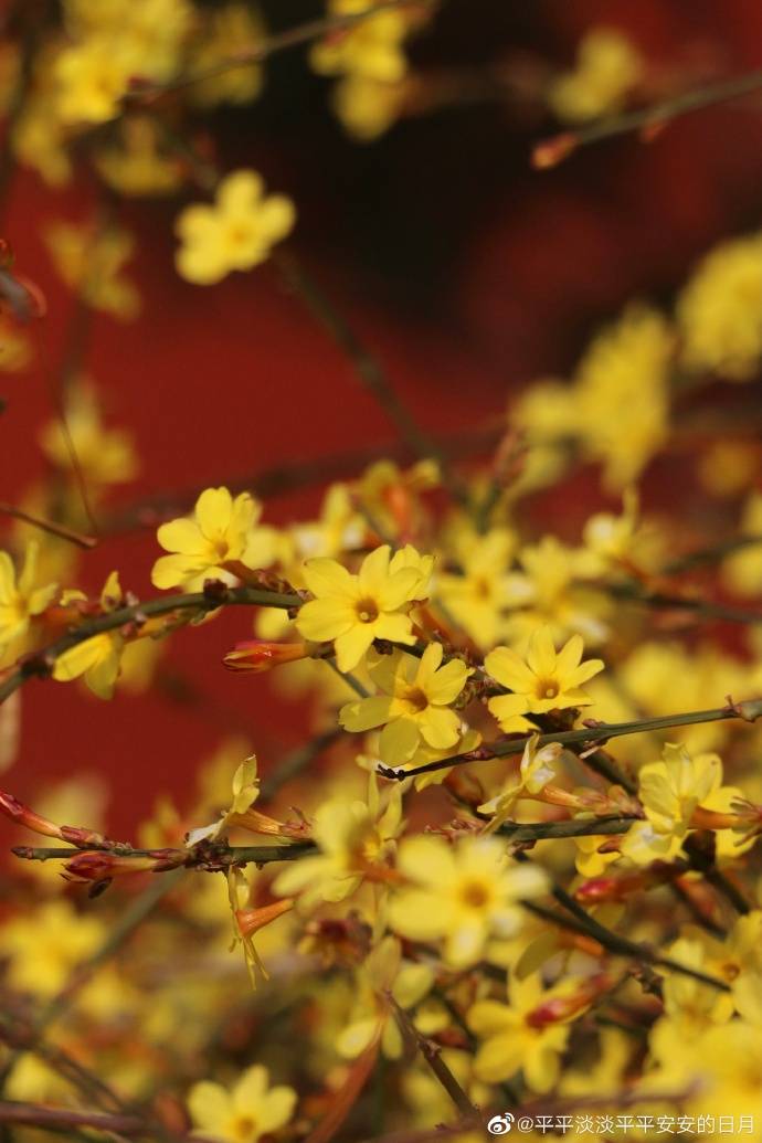 红墙下的迎春花