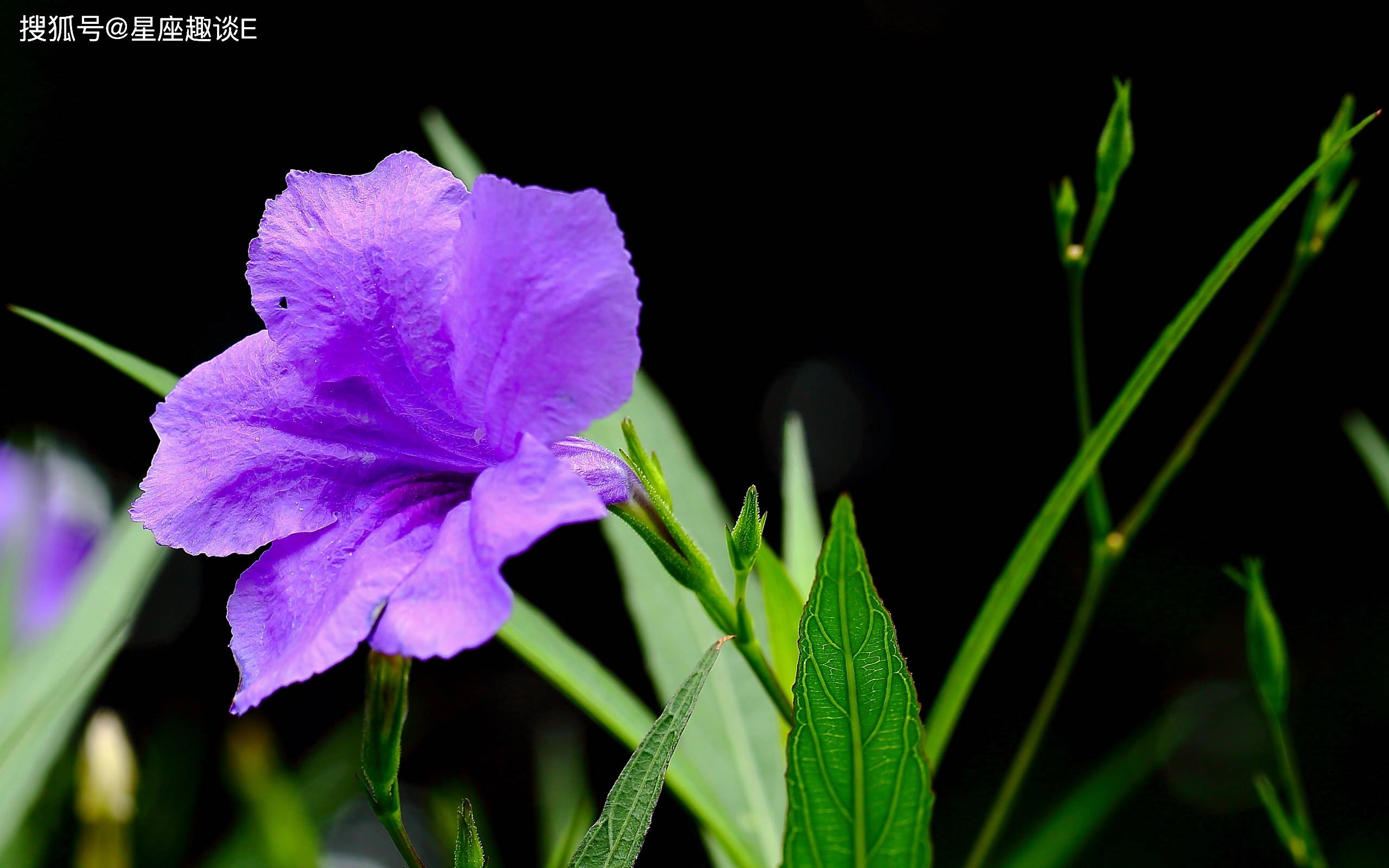 在3月下旬,走出阴影,内心释然,不再痴情的三大星座