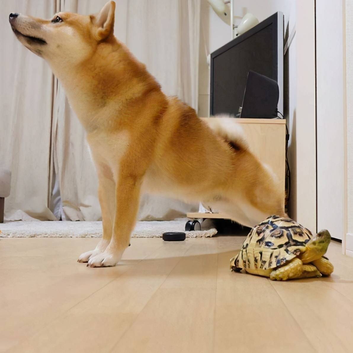 狗狗喜欢伸懒腰,原来是在向主人,表达这几种意思