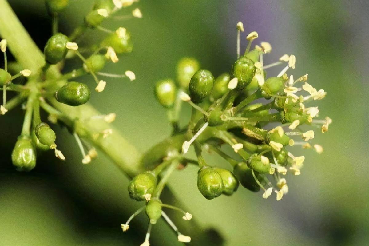 葡萄从萌芽到开花