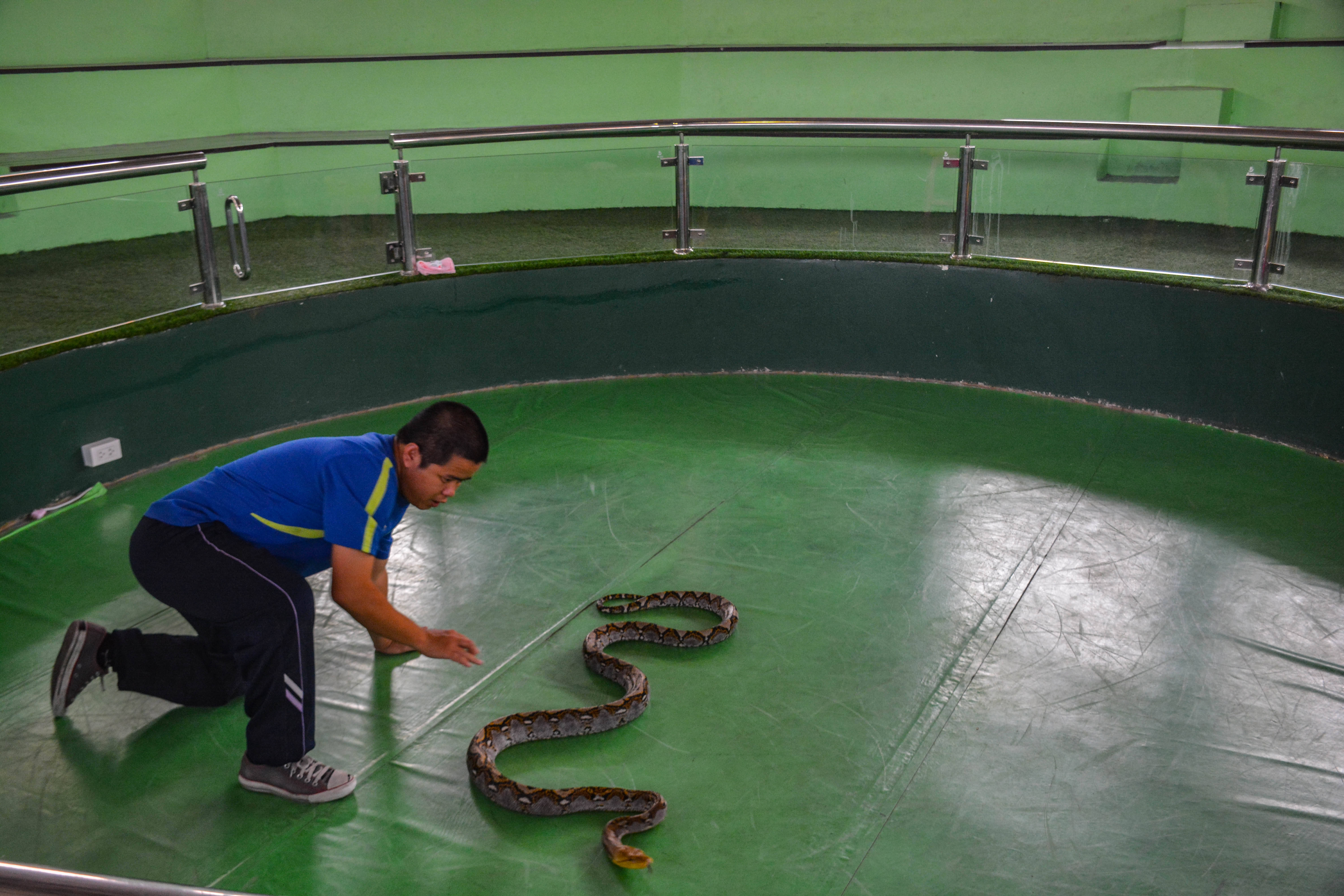 【高清图】泰国皇家毒蛇研究中心戏蛇-中关村在线摄影论坛