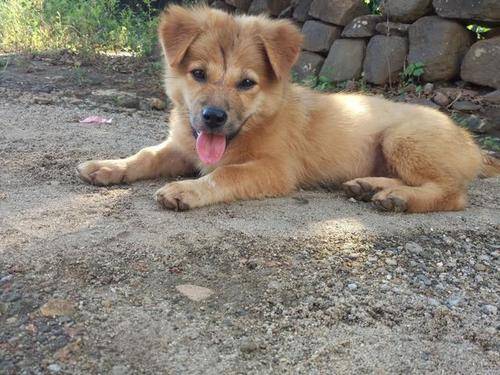 怎么使狗狗开心 b73623c3b1944f4ebd7f439ebb9e0ed9.jpeg