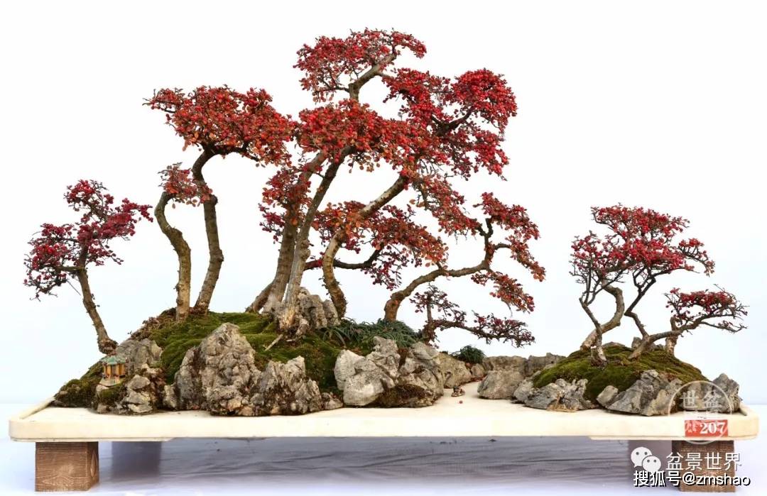 栒子又称为铺地蜈蚣