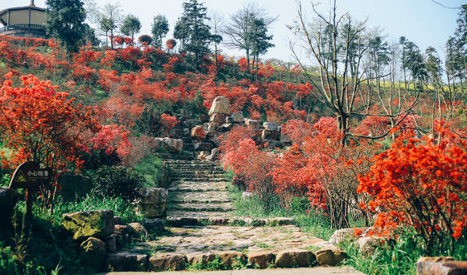 杭州周边赏花胜地，杜鹃花开正艳，是周末出游的好去处