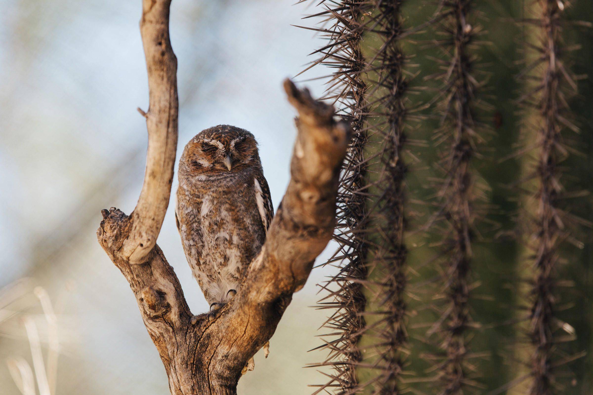 啄木鸟在仙人掌上筑巢，猫头鹰跑去“蹭住”，不觉得扎吗？_搜狐网, image size:2400x1600