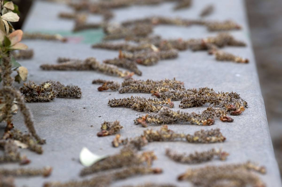 北京大风从树上吹落大量毛毛虫原来是杨树花絮