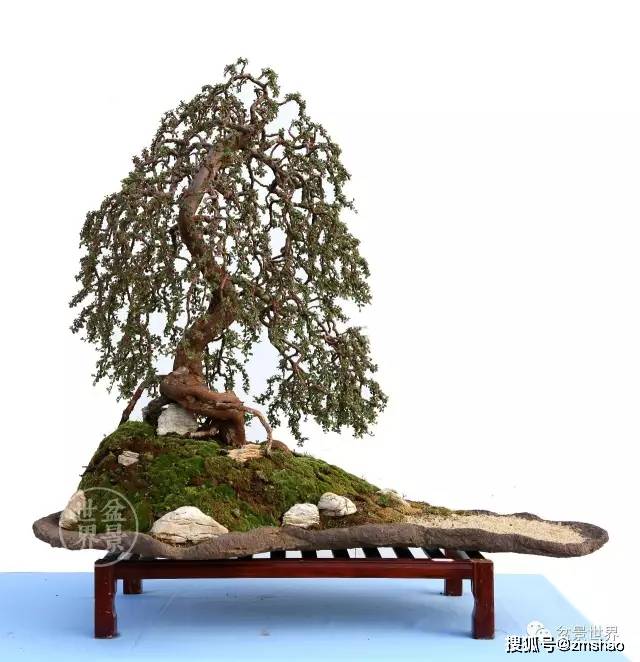 栒子又称为铺地蜈蚣