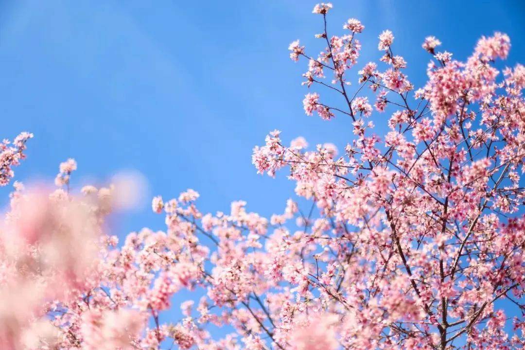 拍摄樱花，就用4个方法,简单、好用、又漂亮