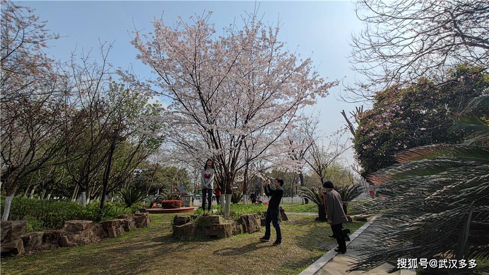汉口江滩樱园和樱花径樱花烂漫绽放(图集)