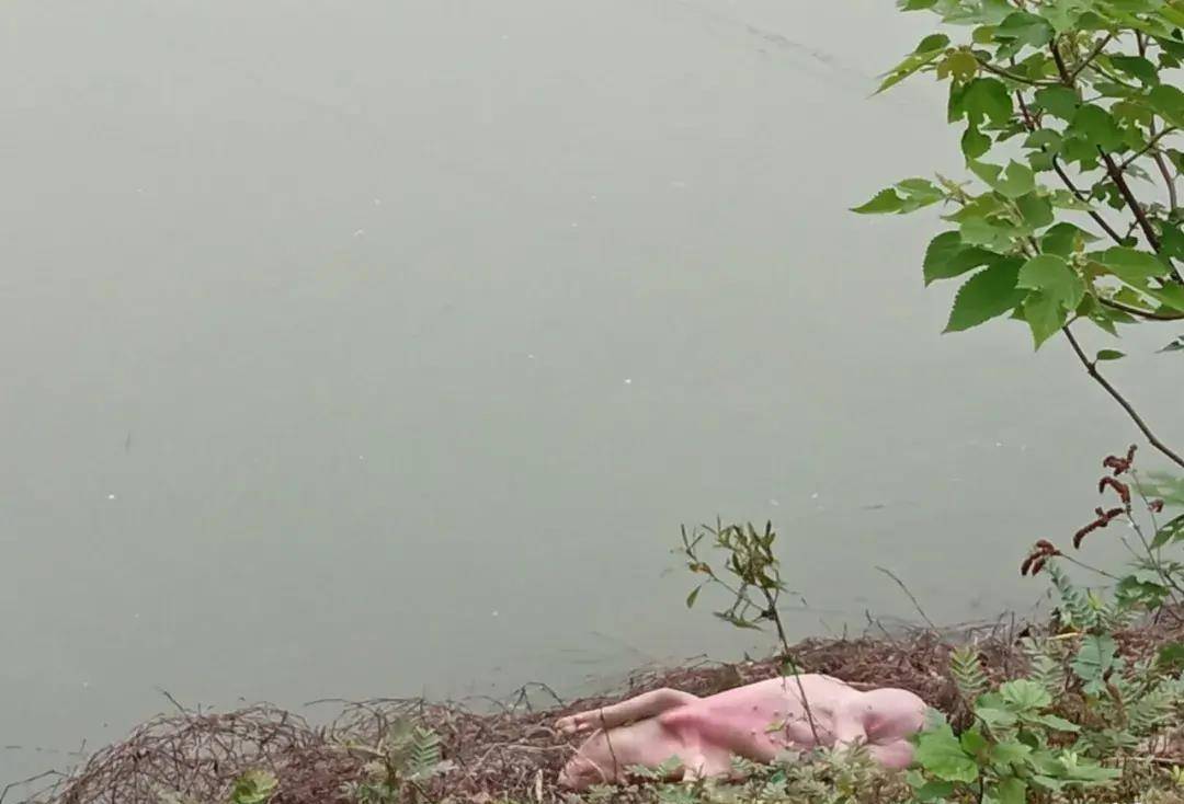 广西某江出现死猪，隔着屏幕都能闻到恶臭