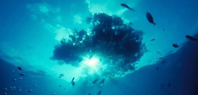 “海上坟地”：透明度高达72米，也没浮游生物，为何船不敢靠近？