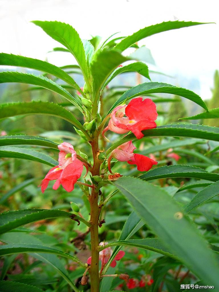 母亲喜欢的凤仙花