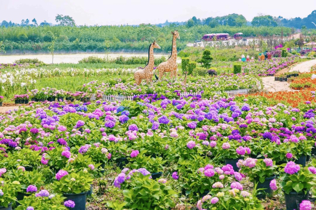 就这么定了这个春天就去牧马山踏青