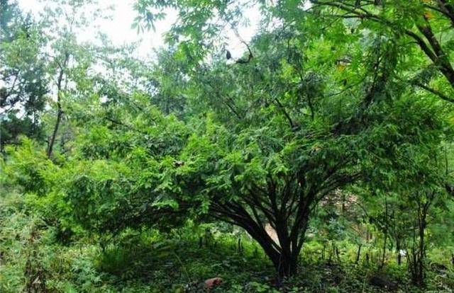 树是不是植物 d8d18559f51f4b1a941f9a22626e683f.jpeg