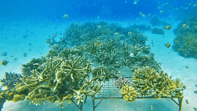 瓦努阿图岛民学会了照顾珊瑚