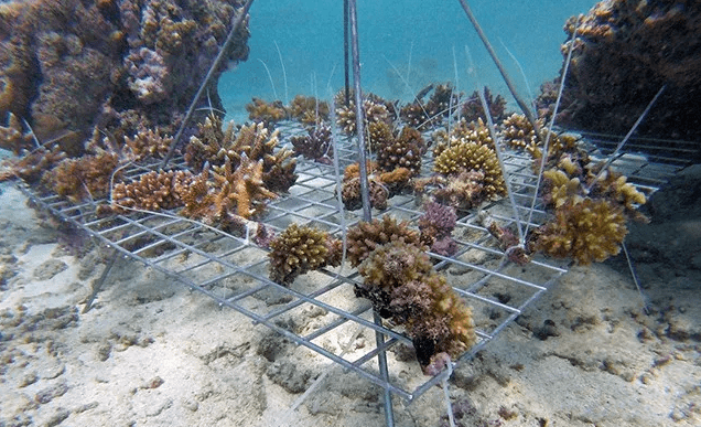 瓦努阿图岛民学会了照顾珊瑚