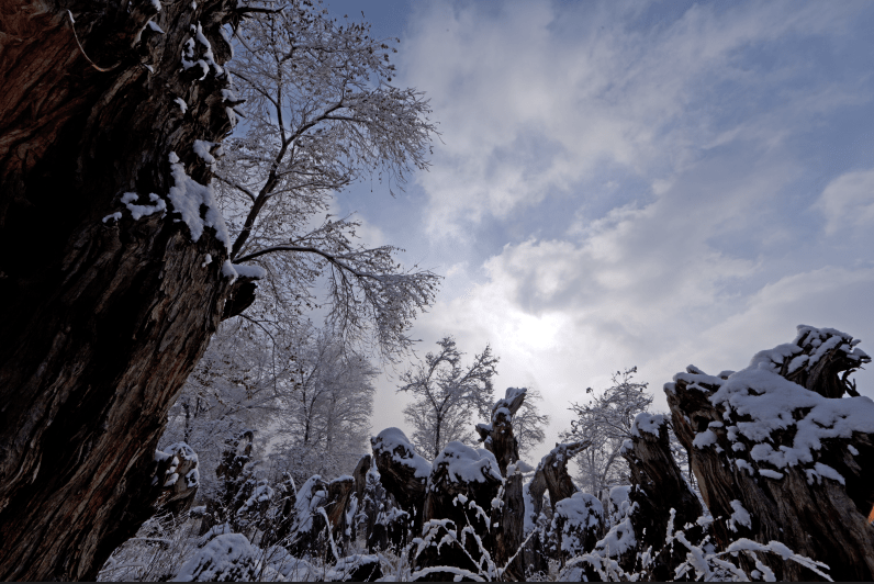 新疆古生态园丨雪天必去的打卡地！