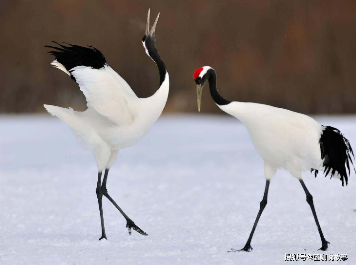 著名作曲家解承强完成一首音乐《一个真实的故事》后改为《丹顶鹤的