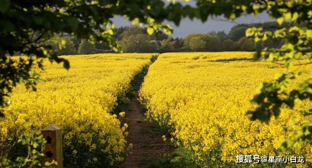 3月15日至3月21日生肖运势 5生肖好运接二连三 事业大红大紫 财运暴涨 工作
