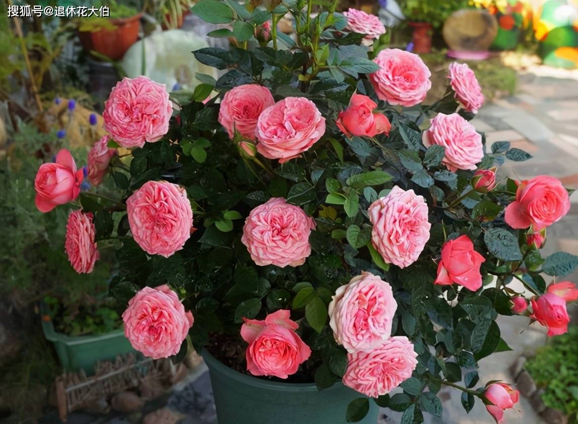 家庭阳台养一盆海神王(月季),注意2点,四季开花,香味迷人