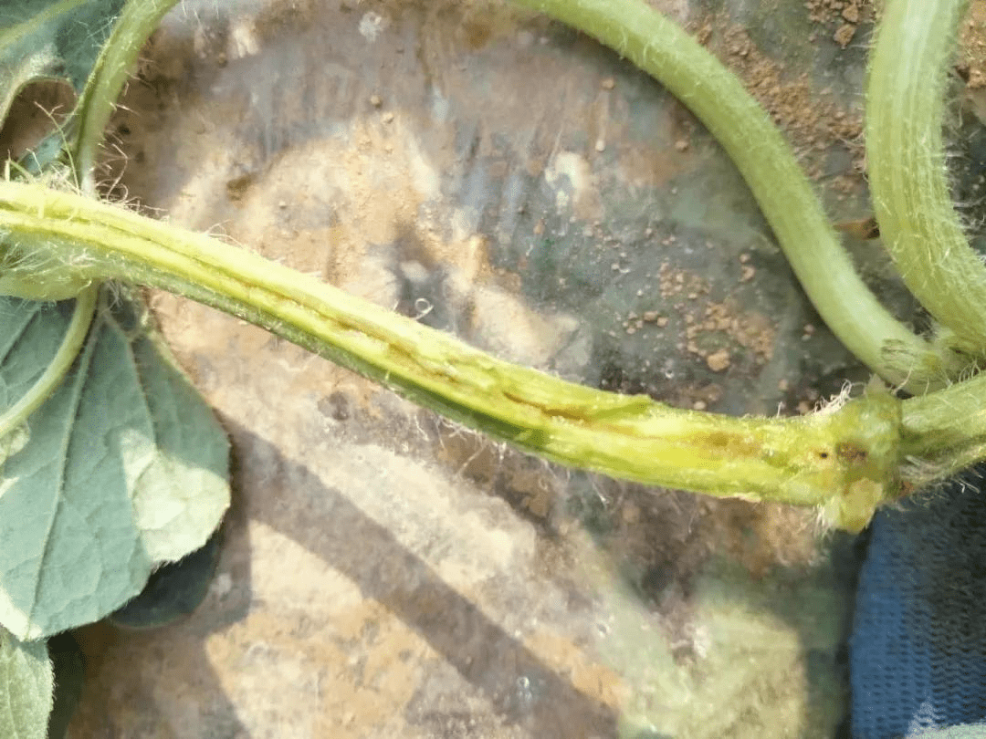 西瓜定植后茎杆开裂流脓那是蔓枯病在作妖