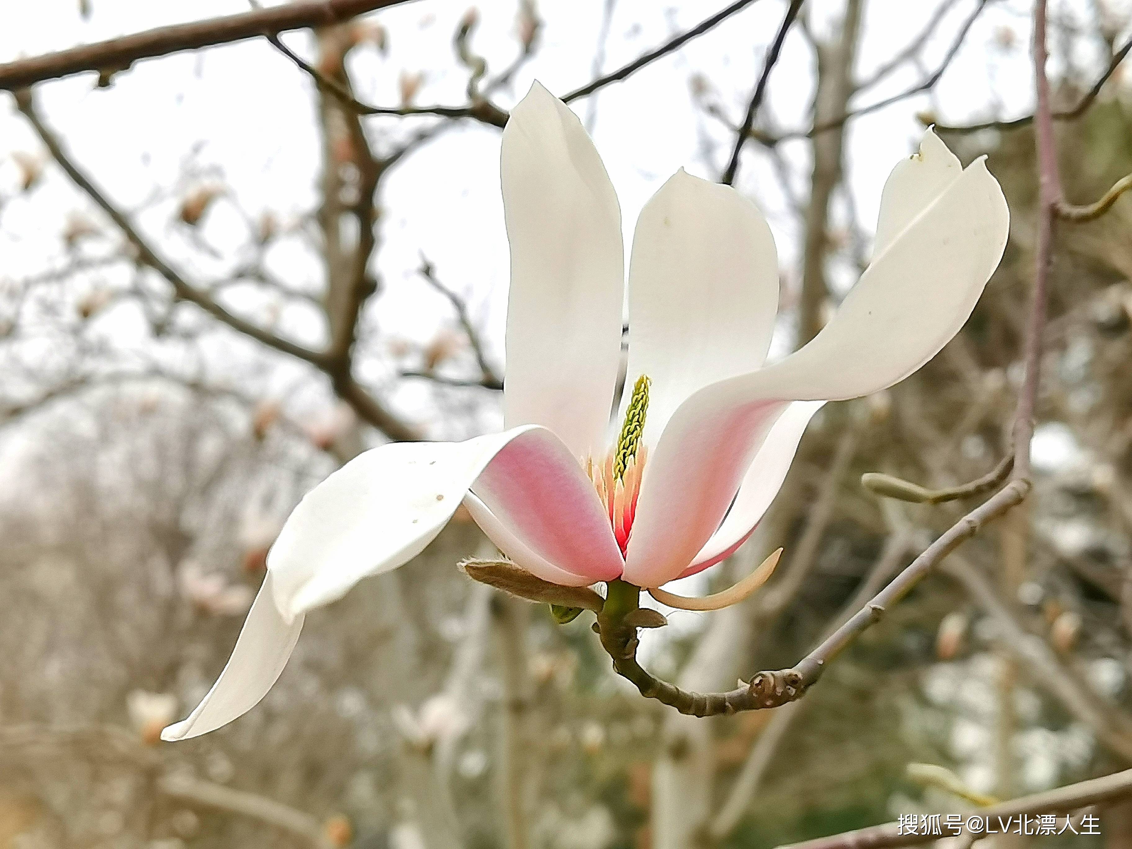 冰肌玉骨,妖艳欲滴,京城玉兰花绽放,惊艳春天