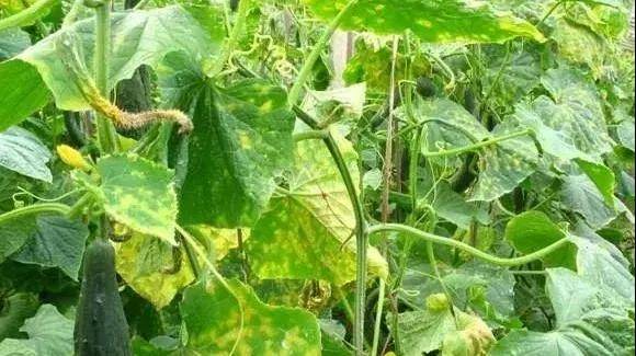 黄瓜霜霉病发生情况以及综合防治方案_发病