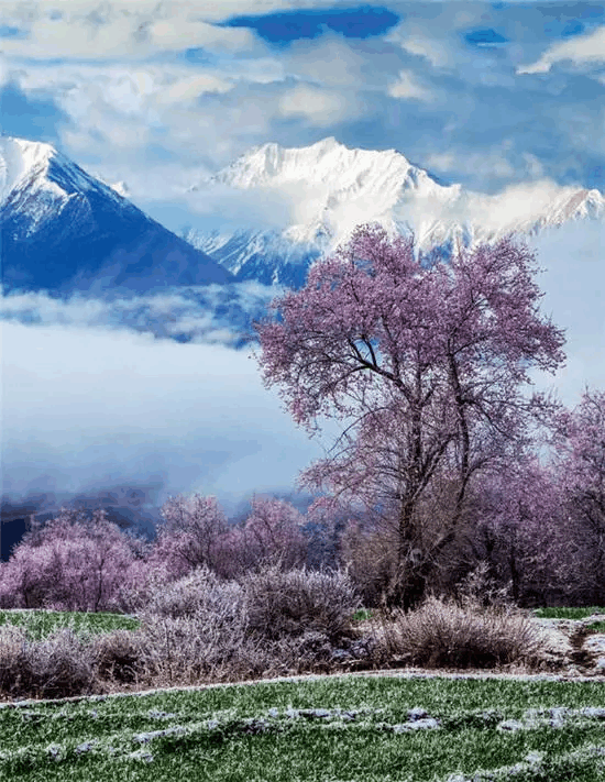 2021西藏林芝桃花节时间确定：一起到林芝欣赏十里桃花！