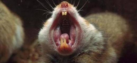 刚买的仓鼠几天就死,如何避免买到星期鼠呢?没有买卖就没有伤害