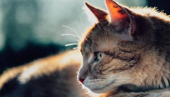 吃什么东西不容易饿 3dd6595e34674299b44e297523cafdcc.jpeg