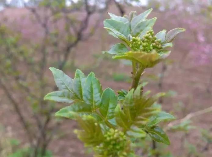原创阳春三月这6样春菜记得吃季节性强早吃早尝鲜健康过春天