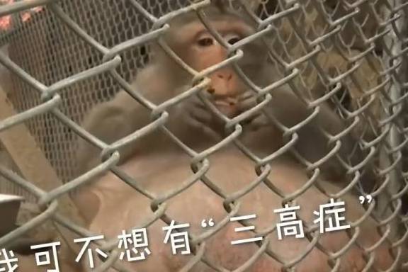 动物园偶遇怀孕猴子，可靠近一看，却令游客收起了食物！