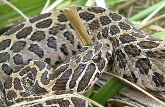 蛇是怎么变长的 4cf2bb53df154b37ab7de067e91214f3.jpeg