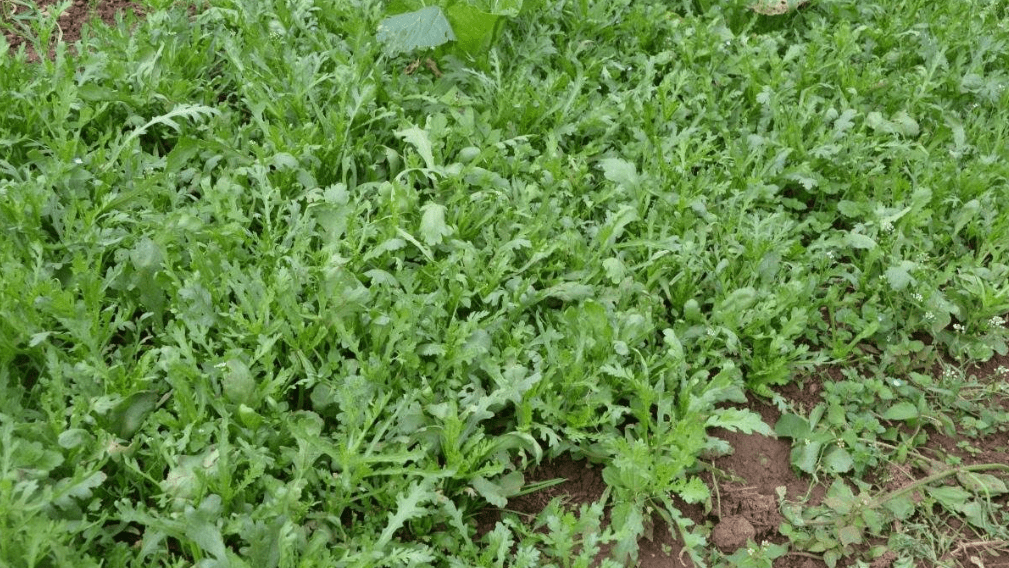 原创春天要多吃茼蒿大叶和小叶有差别可别随便乱买了