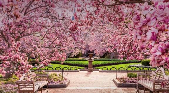 世界上“最著名的三大樱花胜地”，一个位于日本，一个就在中国