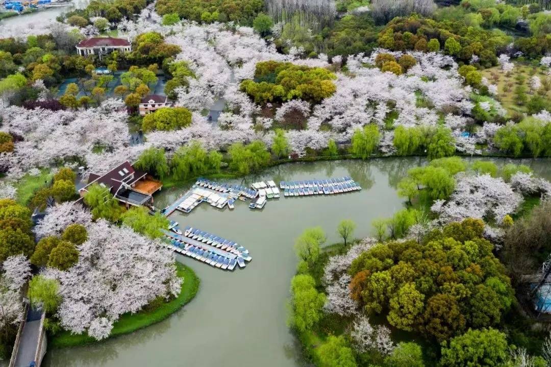 本周六来宝山融媒直播间，赏顾村公园、武汉大学、鼋头渚的樱花美景！