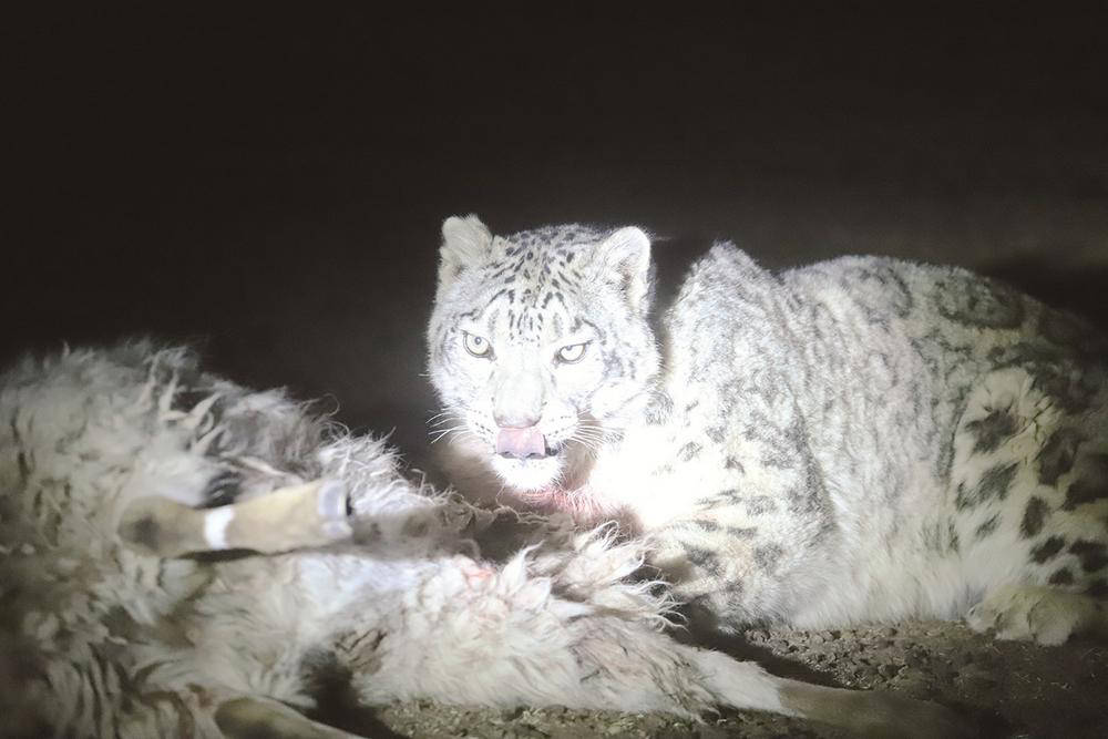 原创又想偷吃牛羊雪豹闯入青海农户家中被好好招待一番后放归野外