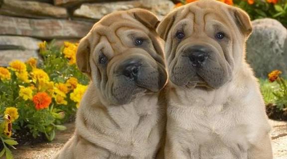 十大忠诚的狗排名_十大最忠诚的狗排名(3)