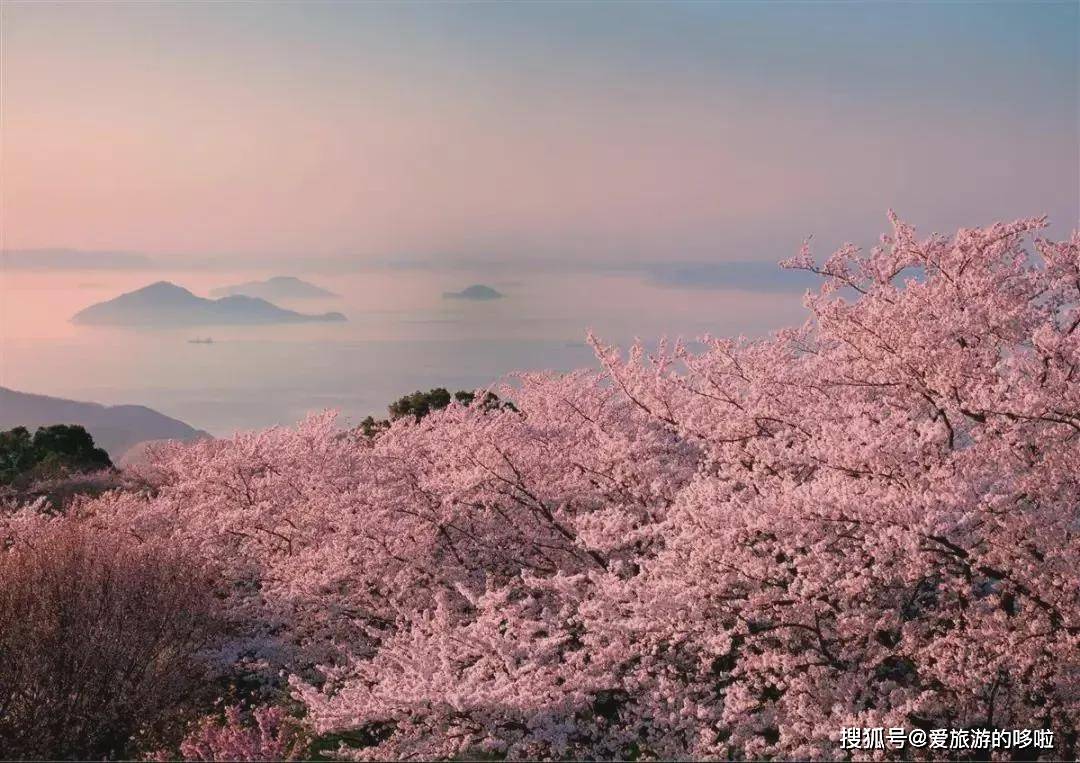 错过了日本樱花季？没关系，中国最美桃花已上线！带上攻略出发吧