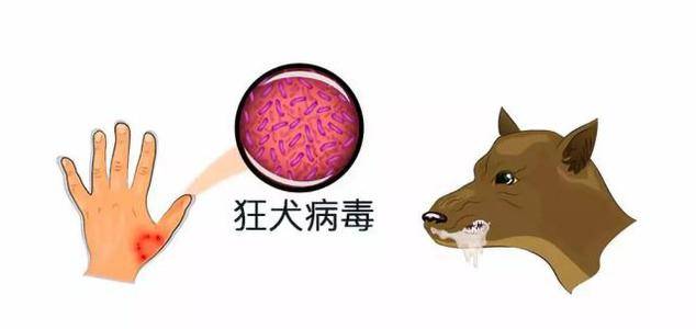 狂犬病病毒(cvs-11菌株)狂犬病是由唾液腺和唾液中的狂犬病病毒引起的