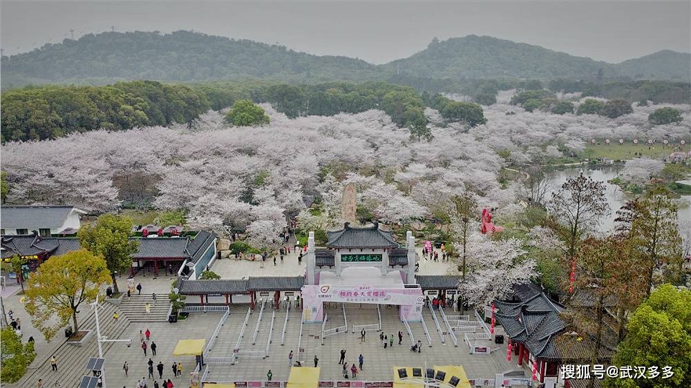 1 12 武汉东湖樱园与日本青森县的弘前樱花园,美国的华盛顿州樱花园