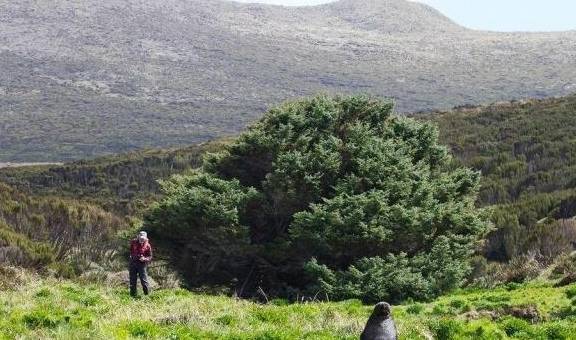 世界上最孤独的树，200公里内只有它1棵树，甚至受到吉尼斯认证