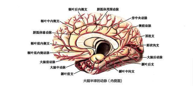 搭脉怎么看脑供血不足_脑供血不足怎么调理(2)