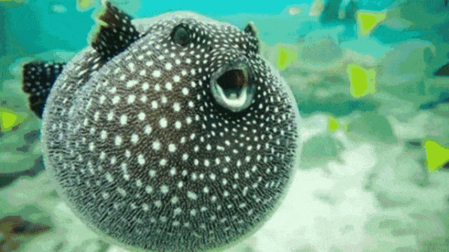 「海洋科普」狗头鱼——丑萌界的新星!_品种