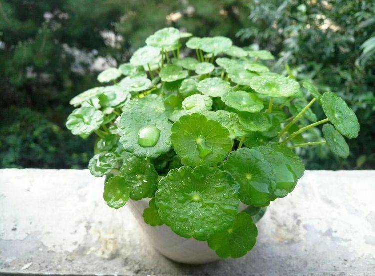 原创秋天养铜钱草要换方法,不到一个月就爆盆,满盆铜钱叶