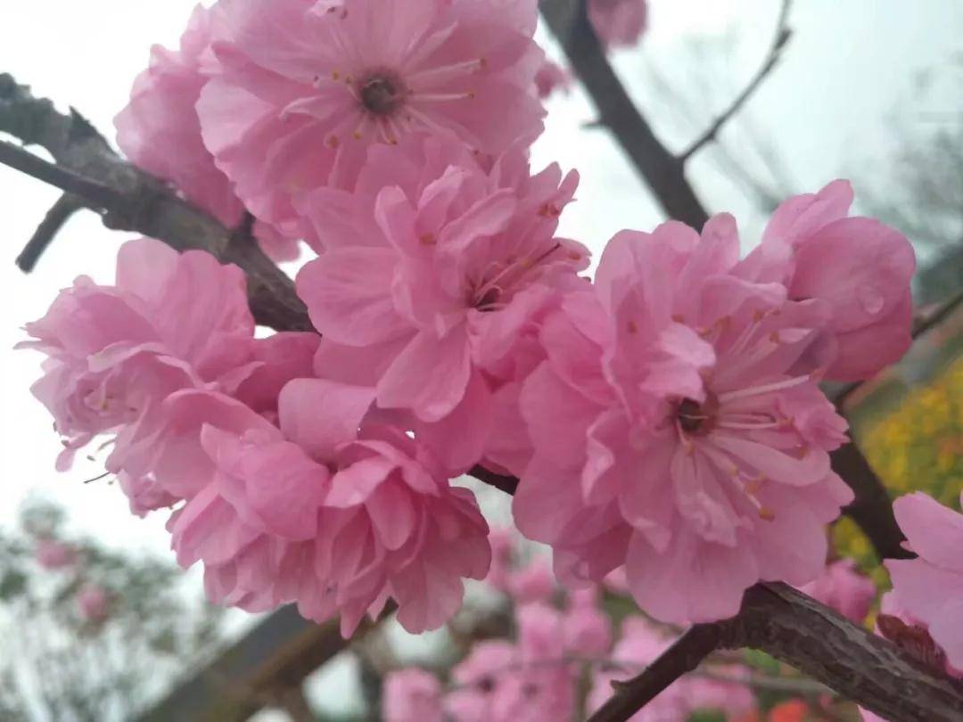 商丘火神台景区 春暖三月 花开如你
