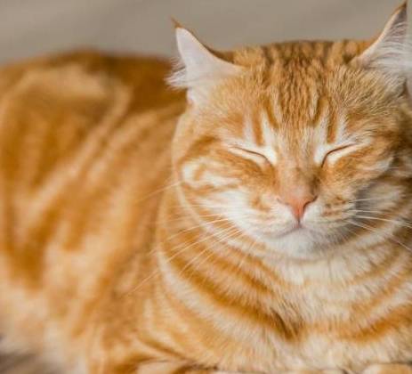 华田园猫有哪些种类 橘猫 奶牛猫 狸花猫等都有什么特点 猫咪