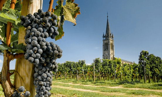 提起葡萄产业，为何第一时间就想起法国波尔多？